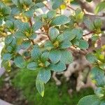 Rhododendron indicum Blad