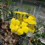 Pachypodium rosulatum Flower