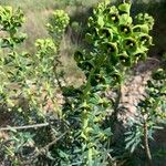 Euphorbia characias Folio