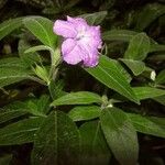 Ruellia humilis Folla