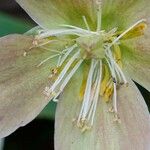 Helleborus niger Kwiat