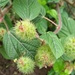 Acalypha aristata Fiore