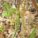 Brimeura fastigiata Leaf