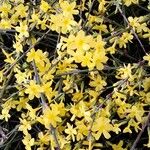 Jasminum nudiflorum Агульны выгляд