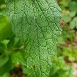 Stachys alpina Leaf