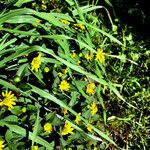 Sanvitalia procumbens Libunga