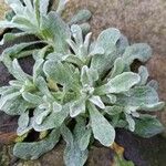 Helichrysum luteoalbum Blatt