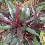 Neoregelia farinosa Fuelha