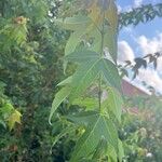 Acer buergerianum 叶