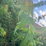 Acer buergerianumList