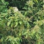 Cordia alliodora Hoja