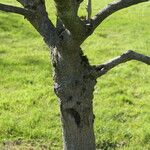 Chionanthus virginicus Bark