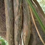 Tinospora crispa Corteza
