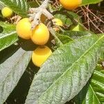 Eriobotrya japonica List
