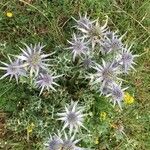 Eryngium bourgatii Hábitos