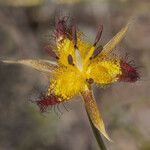 Calochortus obispoensis Flower