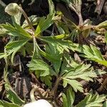 Anemone nemorosa 葉