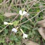 Brassica barrelieri Λουλούδι