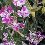 Matthiola incana Flor