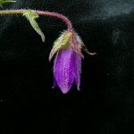 Campanula pallida Hábitos