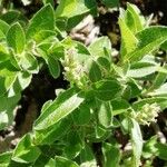 Salix pyrenaica Fiore