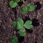 Ipomoea obscura Φύλλο