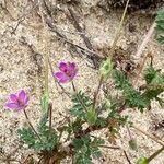 Erodium lebelii Ffrwyth