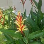 Heliconia psittacorumÇiçek