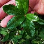 Chimaphila umbellata Lehti