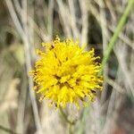 Thelesperma megapotamicum Lorea