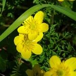 Ranunculus millefoliatus Flower