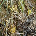 Artemisia cana Flor