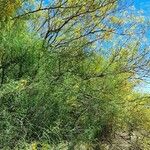 Parkinsonia aculeata Habit