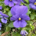 Viola cornuta Blüte