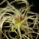 Clematis ligusticifolia Fruit