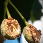 Tilia platyphyllos Fruit