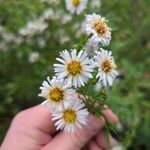 Symphyotrichum lanceolatumFiore