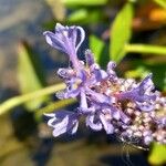 Pontederia cordata Flor