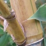 Phyllostachys sulphurea Bark