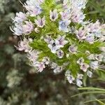 Echium decaisnei Blüte