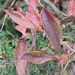 Rhododendron periclymenoides ᱥᱟᱠᱟᱢ
