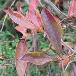 Rhododendron periclymenoides 葉