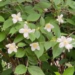 Philadelphus inodorus Blomst