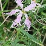 Dianthus superbusFlower