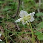 Moneses uniflora Žiedas