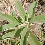 Ozoroa insignis Leaf