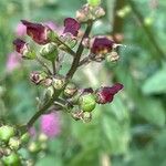 Scrophularia auriculata Fruit