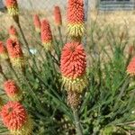 Kniphofia uvariaKvet