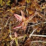 Pinguicula alpinaLeaf