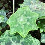 Podophyllum cv. 'Kaleidoscope' Blad